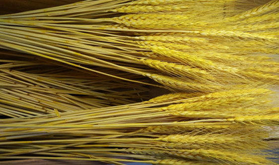 我国荞麦产量占世界总量近40% 人均消费却不足1公斤